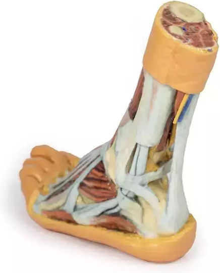 3D Fuß Oberflächliche Tiefe Schnitt Erler Zimmer