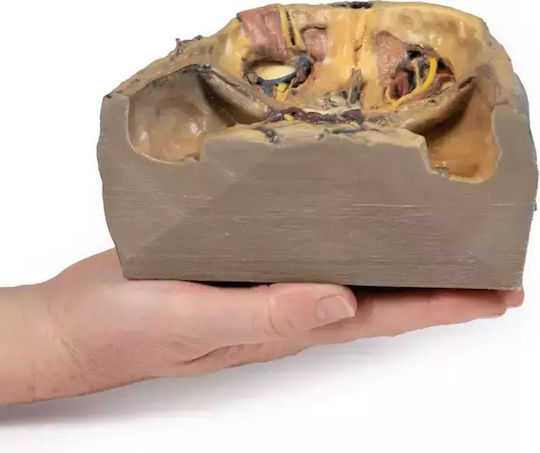 3D Orbita Oculară Superioară Erler Zimmer