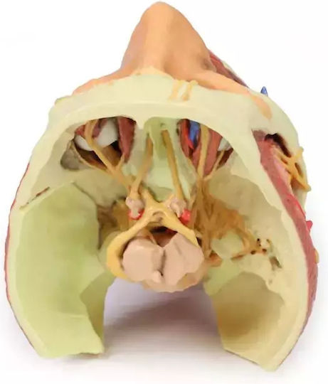 3D Cap Craniu Coloană Vertebrală Cervicală Erler Zimmer