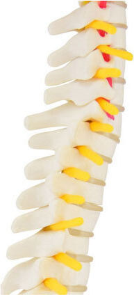 Πρόπλασμα Σπονδυλικής Στύλης Spine Model