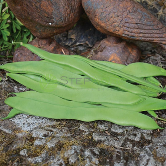 Σπόροι Φασόλι Helda 1kg Extra Sel Fito