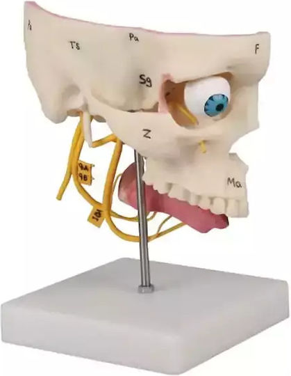 Senzații Speciale Craniu Mărime Reală Erler Zimmer
