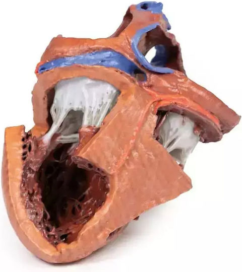 Anatomy Manikin Heart Internal Structures 3D Erler Zimmer