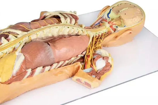 3D Schnitt Des Nervensystems Rückansicht Erler Zimmer