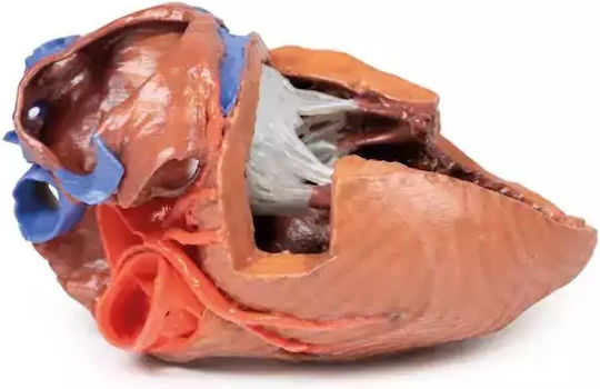 Anatomy Manikin Heart Internal Structures 3D Erler Zimmer