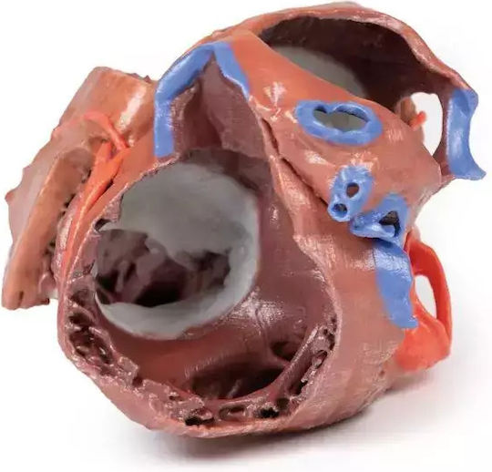 Anatomy Manikin Heart Internal Structures 3D Erler Zimmer