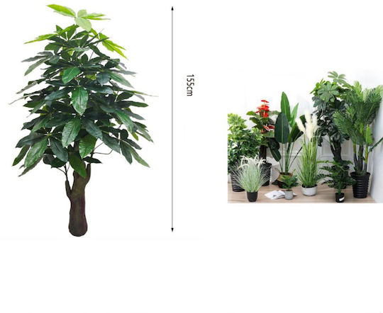 Pachira În Ghiveci 180cm ForHome