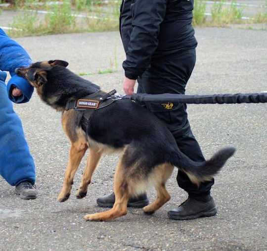 Dingo Hundeleine/Führleine Schulung Riemen Dingo 2m