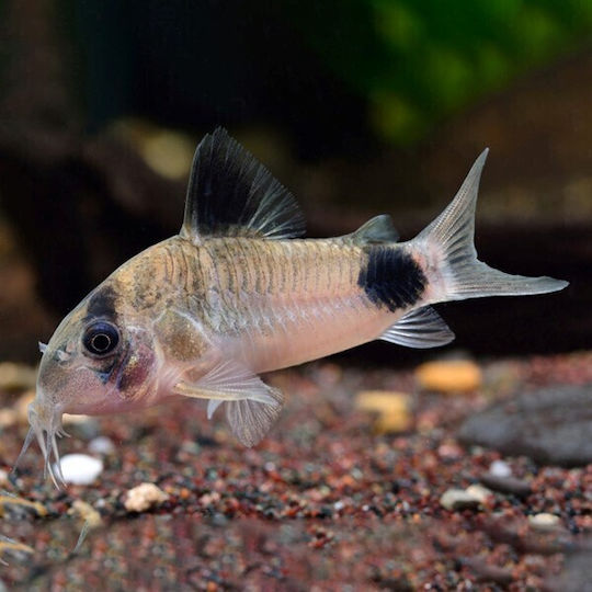 Corydoras Panda Panda Cory 2.5 Cm