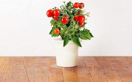 Click and Grow Семена Доматиς