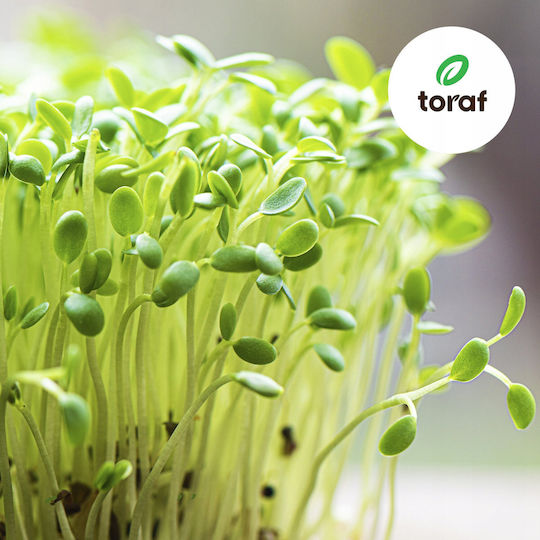 Toraf Flavor Symphony Seed Set 12 Packs