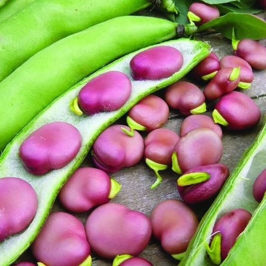Toraf Vegetable Seeds Crimson Broad Bean 30g Package