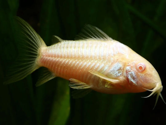 Albino Ψάρι Ενυδρείου