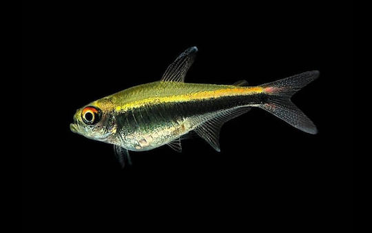 Hyphessobrycon Herbertaxelrodi M
