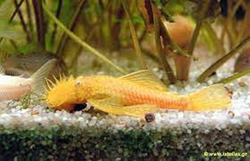 Ancistrus Albino 3-4cm