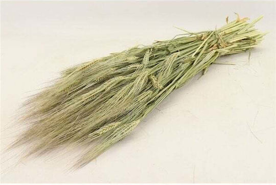 Dried Beige Plant HBX DECO B.V.