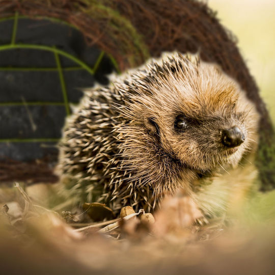 Hedgehog Igloo Made Wood Plastic 20 X 52 X 45 Cm