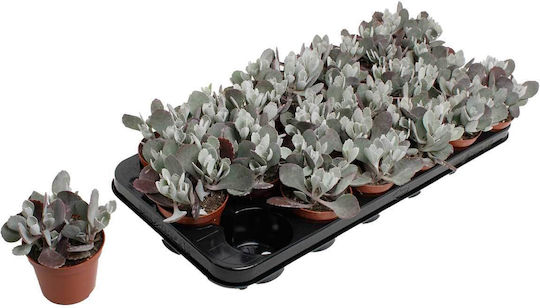 Kalanchoe Pumila 9cm