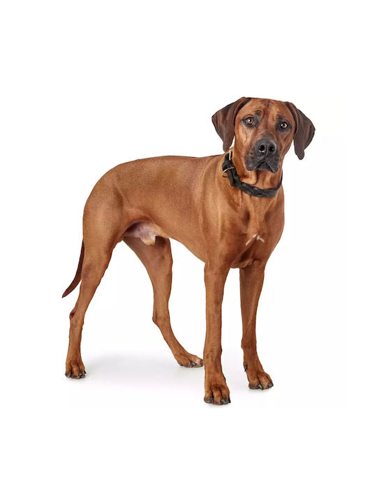 Δερμάτινο Περιλαίμιο Hunter Sansibar Solid Large Brown