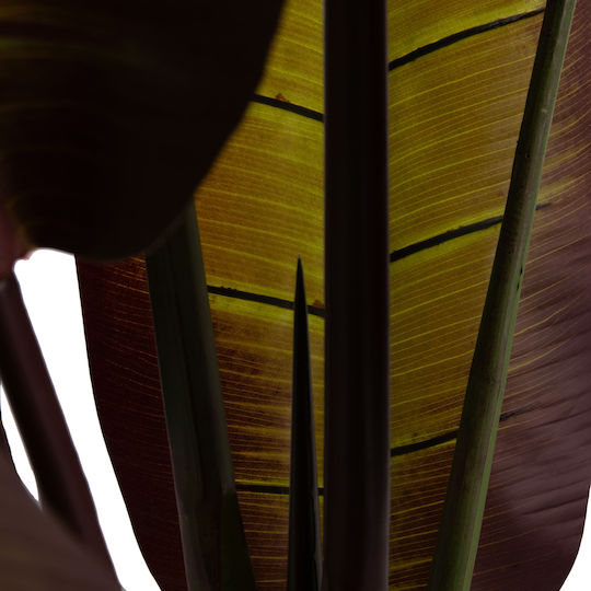 Decorative Synthetic Plant Hm4740 Japanese Banana Pot 85x75x225cm