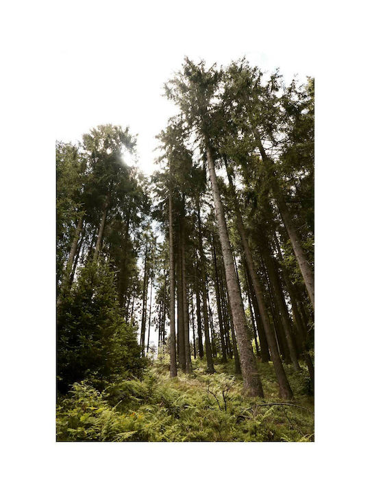 Πίνακας Forest Trees Under Sunlight Δασικά Δέντρα Κάτω Φως Του Ήλιου 115x170