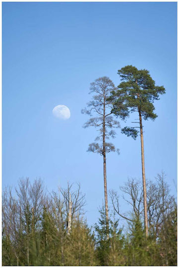 Πίνακας Tall Trees Under Moonlight Ψηλά Δέντρα Κάτω Φως Του Φεγγαριού 50x80