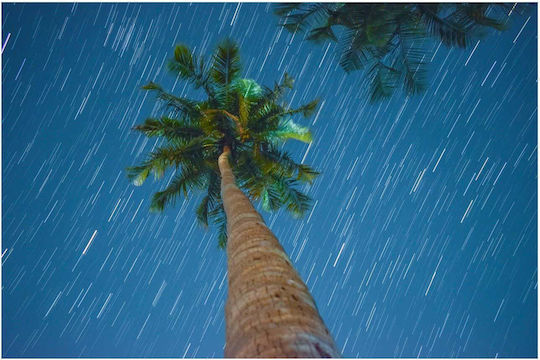 Πίνακας Palm Tree Under Starry Night Φοίνικας Κάτω Έναστρη Νύχτα 150x100