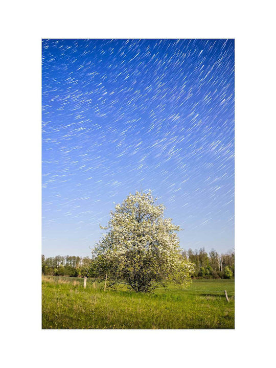 Πίνακας Tree Under Starry Night Sky Δέντρο Κάτω Έναστρο Νυχτερινό Ουρανό 100x150