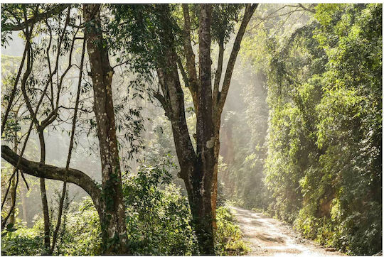 Painting Forest Path In Morning Light Forest Path In The Morning Light 150x100