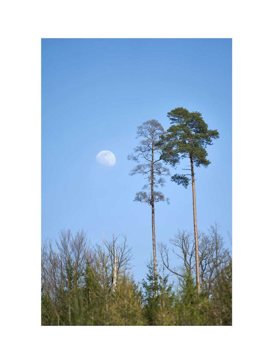 Πίνακας Tall Trees Under Moonlight Ψηλά Δέντρα Κάτω Φως Του Φεγγαριού 60x90