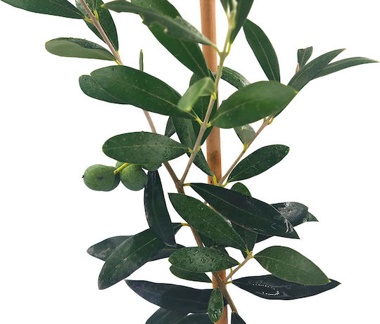 Ελιά "pre-bonsai" Έτοιμο Φυτό 25εκ