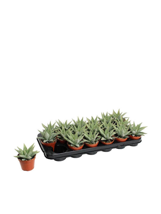 Haworthia 'spider White' 8.5cm Haworthia 'spider White' 8.5cm