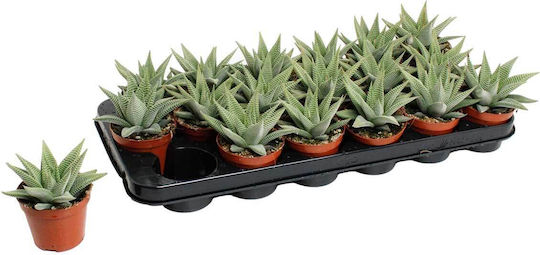 Haworthia 'spider White' 8.5cm Haworthia 'spider White' 8.5cm