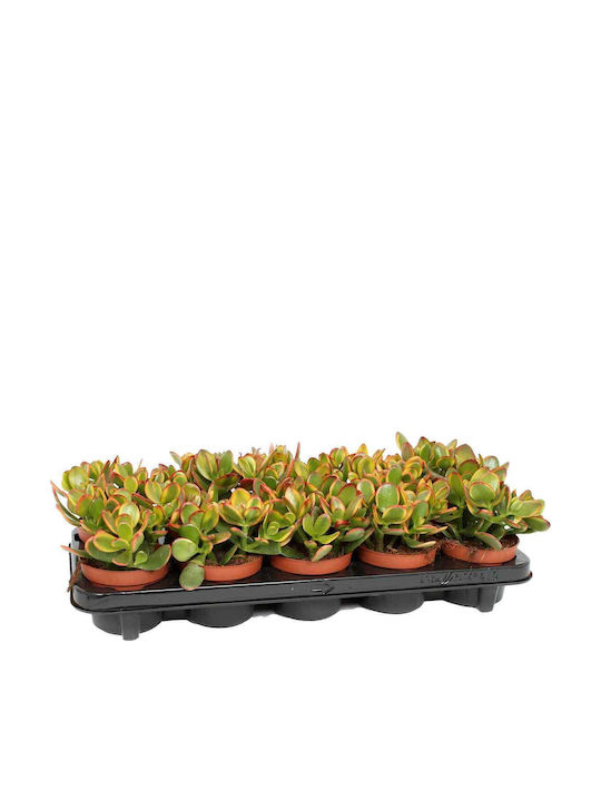 Crassula Ovata 'sunset' 12cm