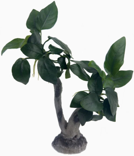 Stoffels Anubias Barteri Var Nana On Wood Large