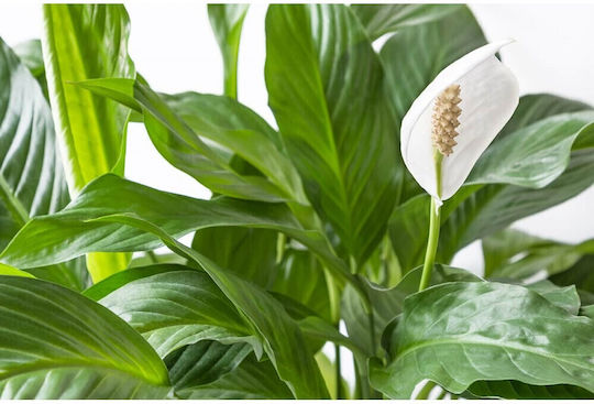 Stoffels Spathiphyllum Wallisii