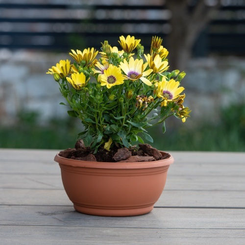 Plant Pots Tepakota D27x11 5h Cm Burgundy Plant Pots Tepakota D27x11 5h Cm Burgundy
