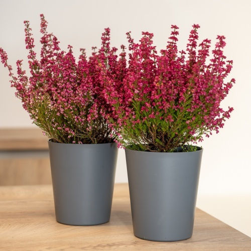 Plant Pot Orchid 1lt-d13x14h Cm-Burgundy Plant Pot Orchid 1lt-d13x14h Cm-Burgundy