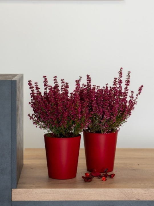 Plant Pot Orchid 1lt-d13x14h Cm-Burgundy