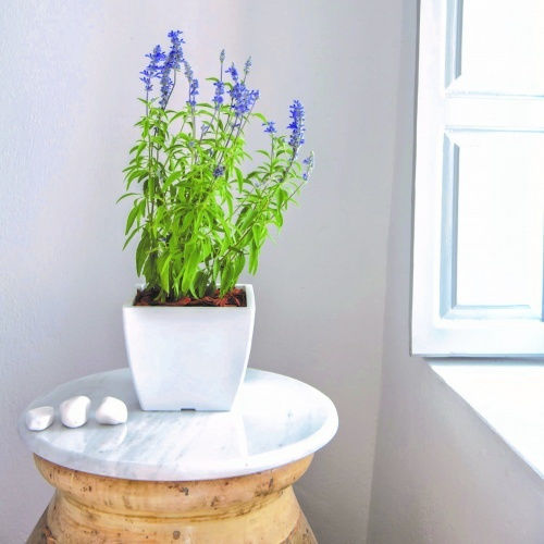 Plant Pots Tetp Linea 12lt 27x27x22h Cm Burgundy Plant Pots Tetp Linea 12lt 27x27x22h Cm Burgundy