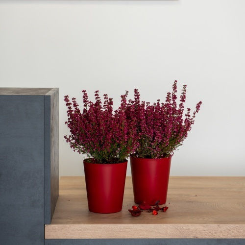 Pflanzentopf Orchidee 1lt-d13x14h cm-Titanium