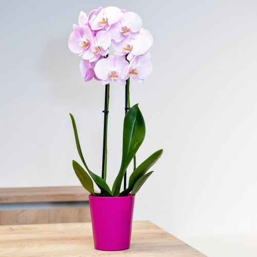 Pflanzentöpfe Orchidee 1lt-d13x14h cm-menezesfarben