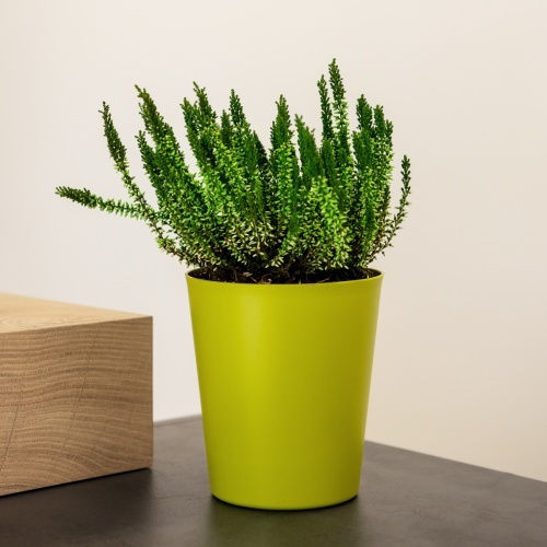 Pflanzentöpfe Orchidee 1lt-d13x14h cm-menezesfarben