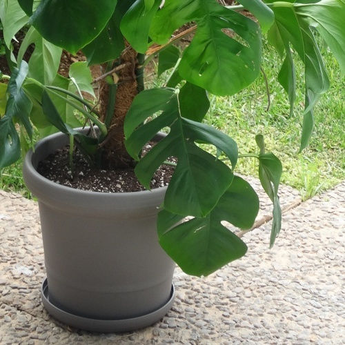 Viomes Pot Plastic 29x29x25cm.