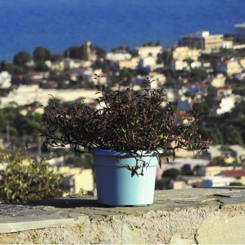 Viomes Cylindro Γλάστρα Πλαστική Πράσινη 25x25x19εκ.