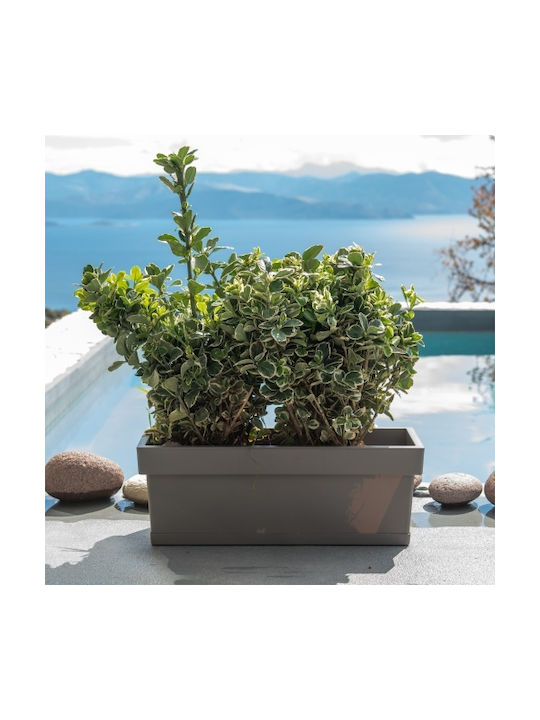Viomes Linea Planter Box Plastic Bronze 48x18x17cm.