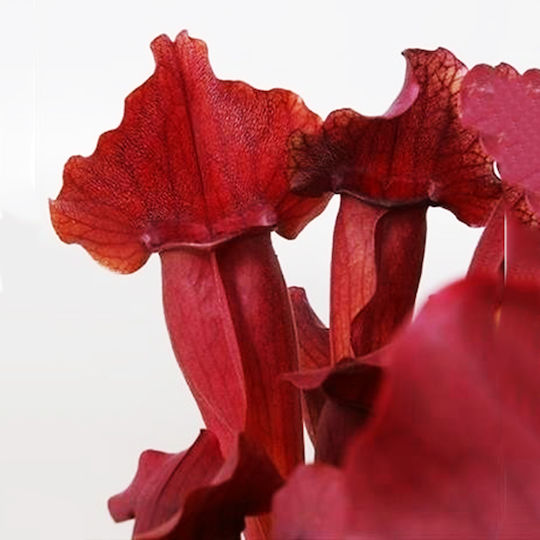 Sarracenia Maroon Σαρκοφάγο Φυτό