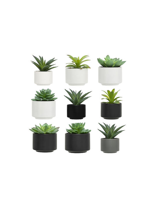 Plantă Suculentă În Ghiveci 13cm 145000