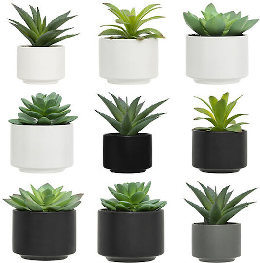 Plantă Suculentă În Ghiveci 13cm 145000 Plantă Suculentă În Ghiveci 13cm 145000