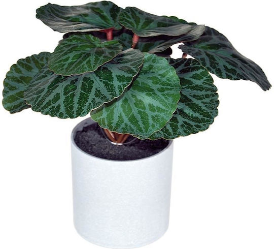 Artificial Begonia Plant 18cm Grey Plastic Pot Ø8xH8cm
